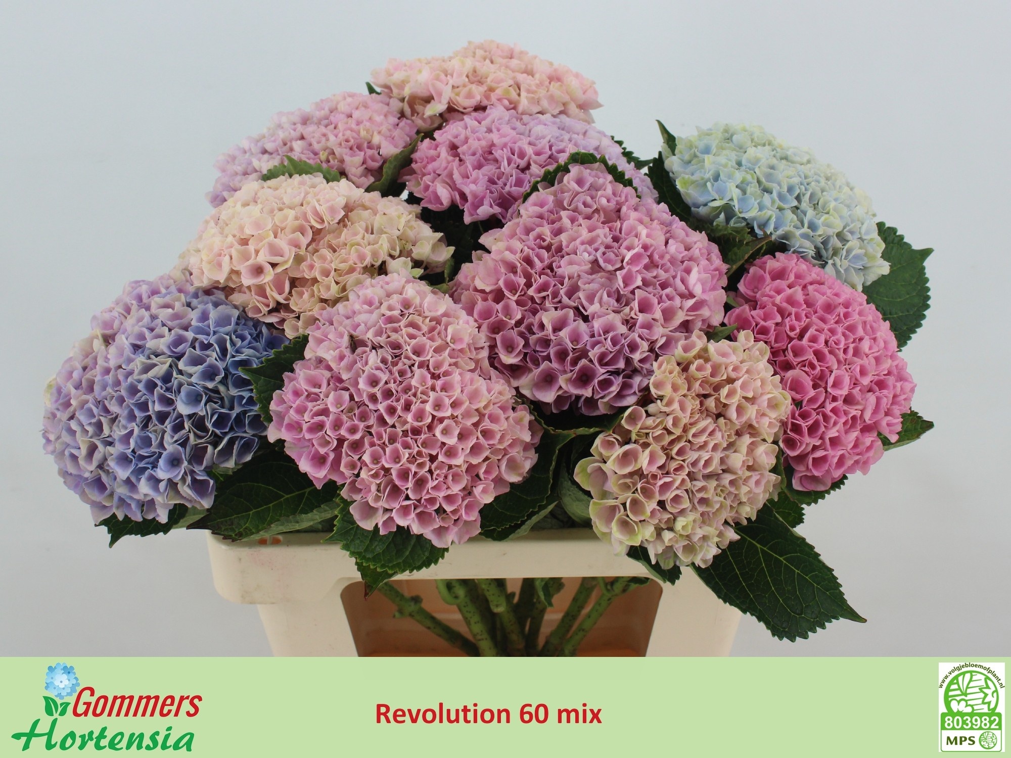 Hydrangea Revolution 60cm 12Ø