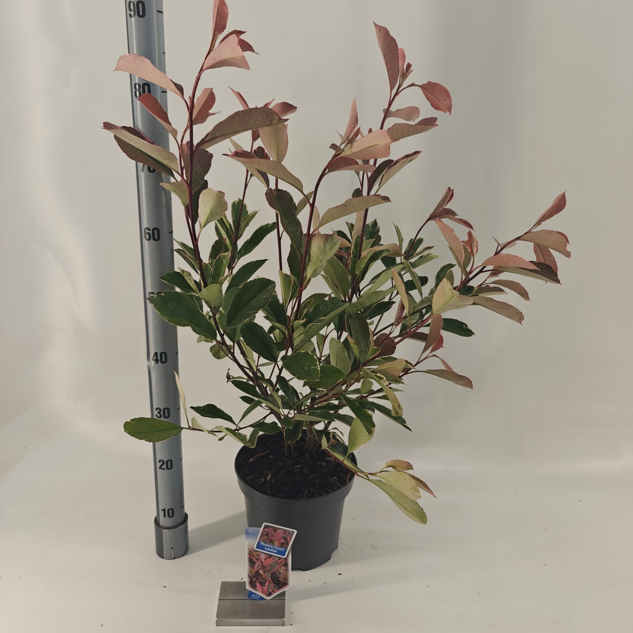 Picture of Photinia fraseri Louise ('McLarlou'PBR)