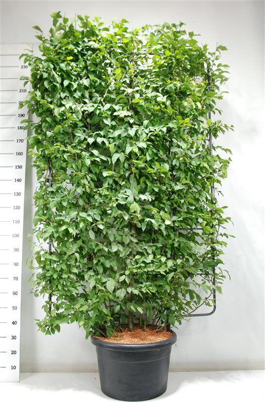 Carpinus betulus