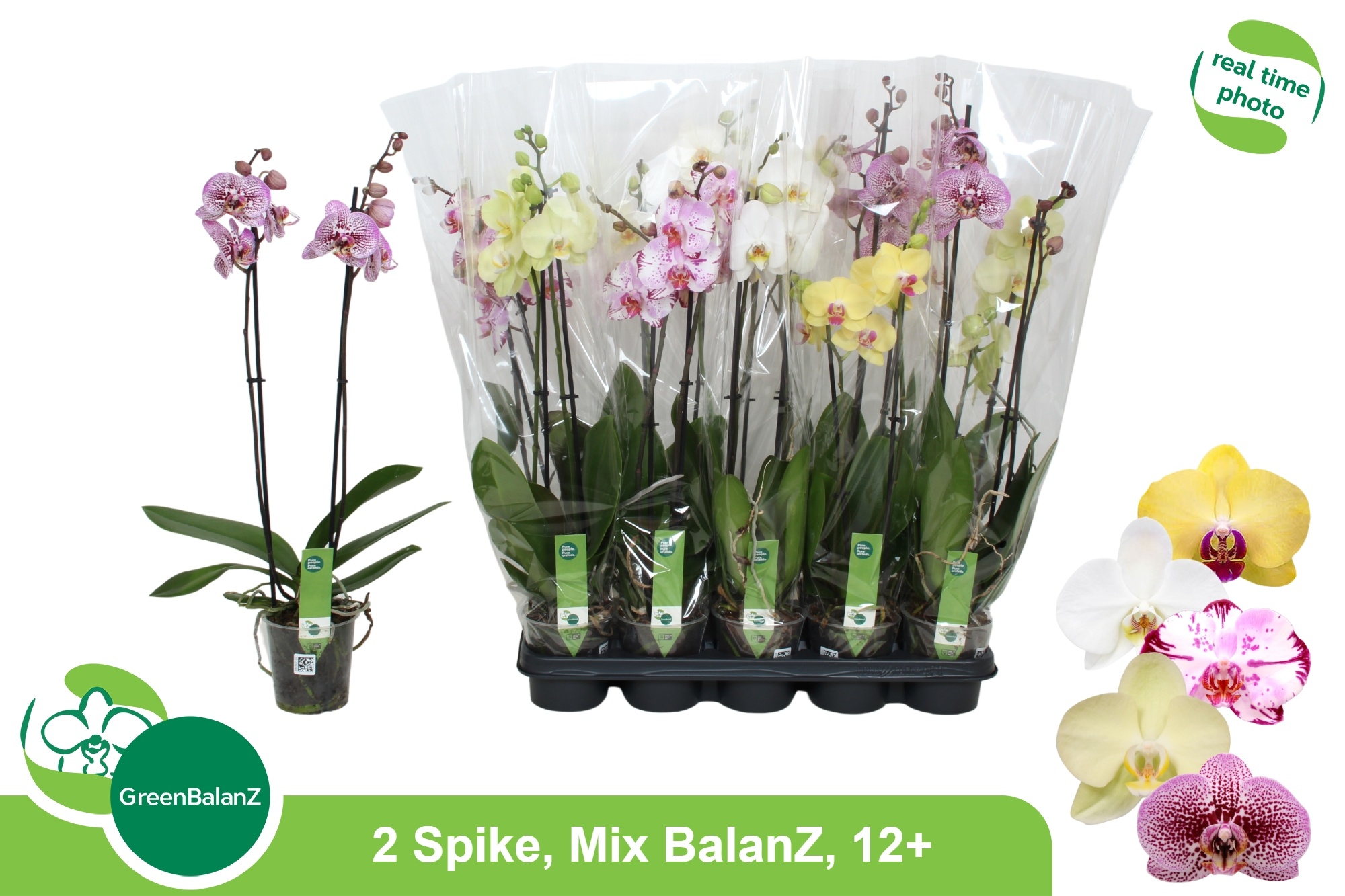 Phal Gem 5 Kl 12Ø 65cm