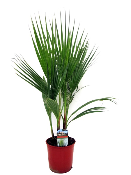 Picture of Washingtonia robusta P17 (2 Ltr)