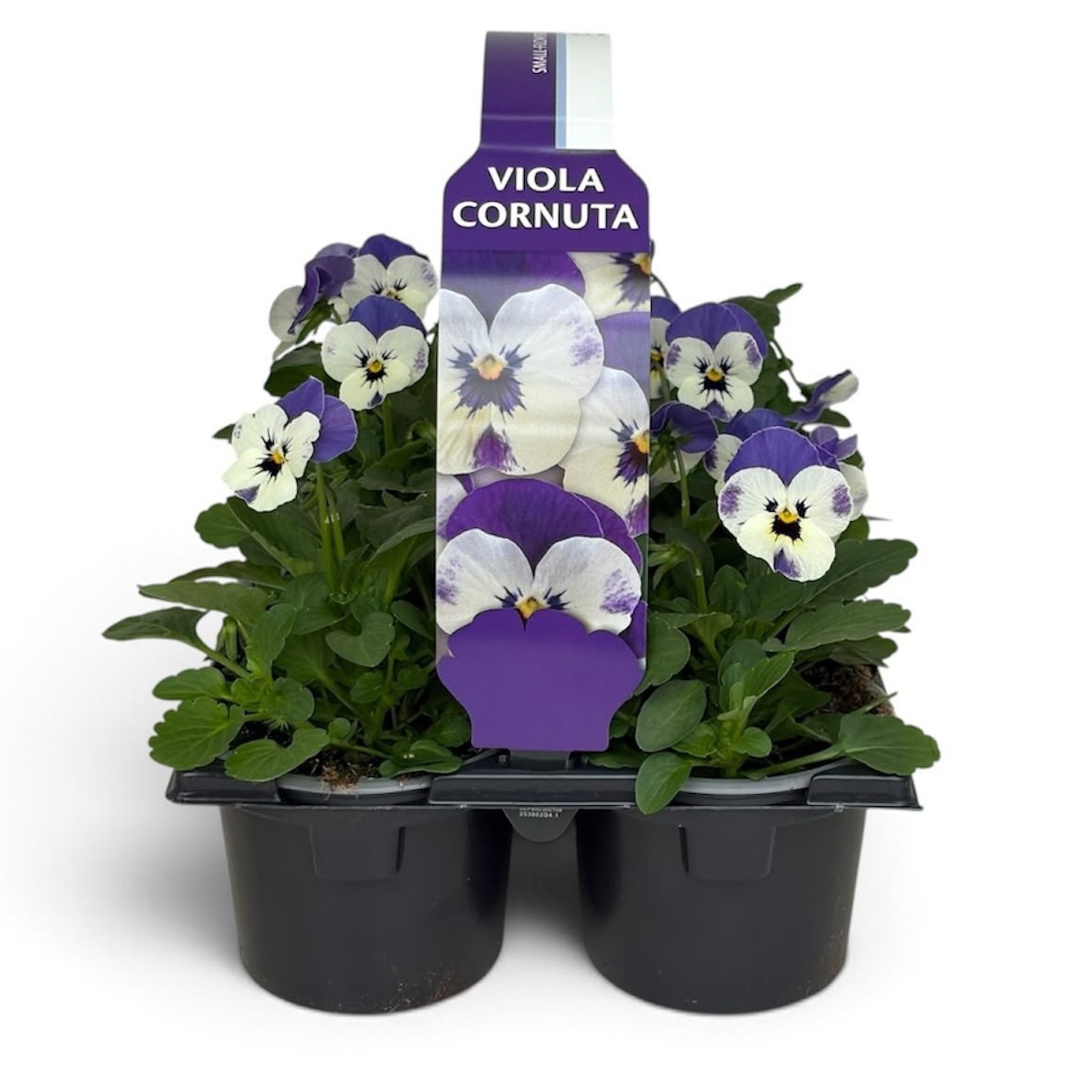 Viola Sixpack Viola Cornuta Delft Blue