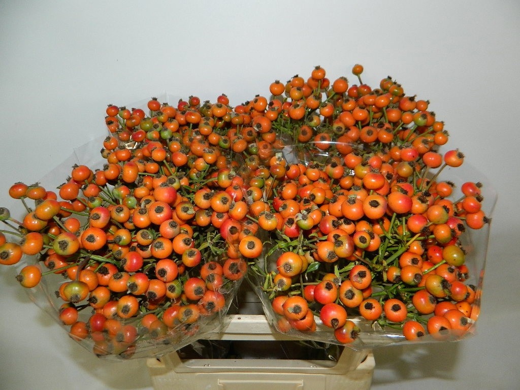 Rosa Orange Fruitili 70cm
