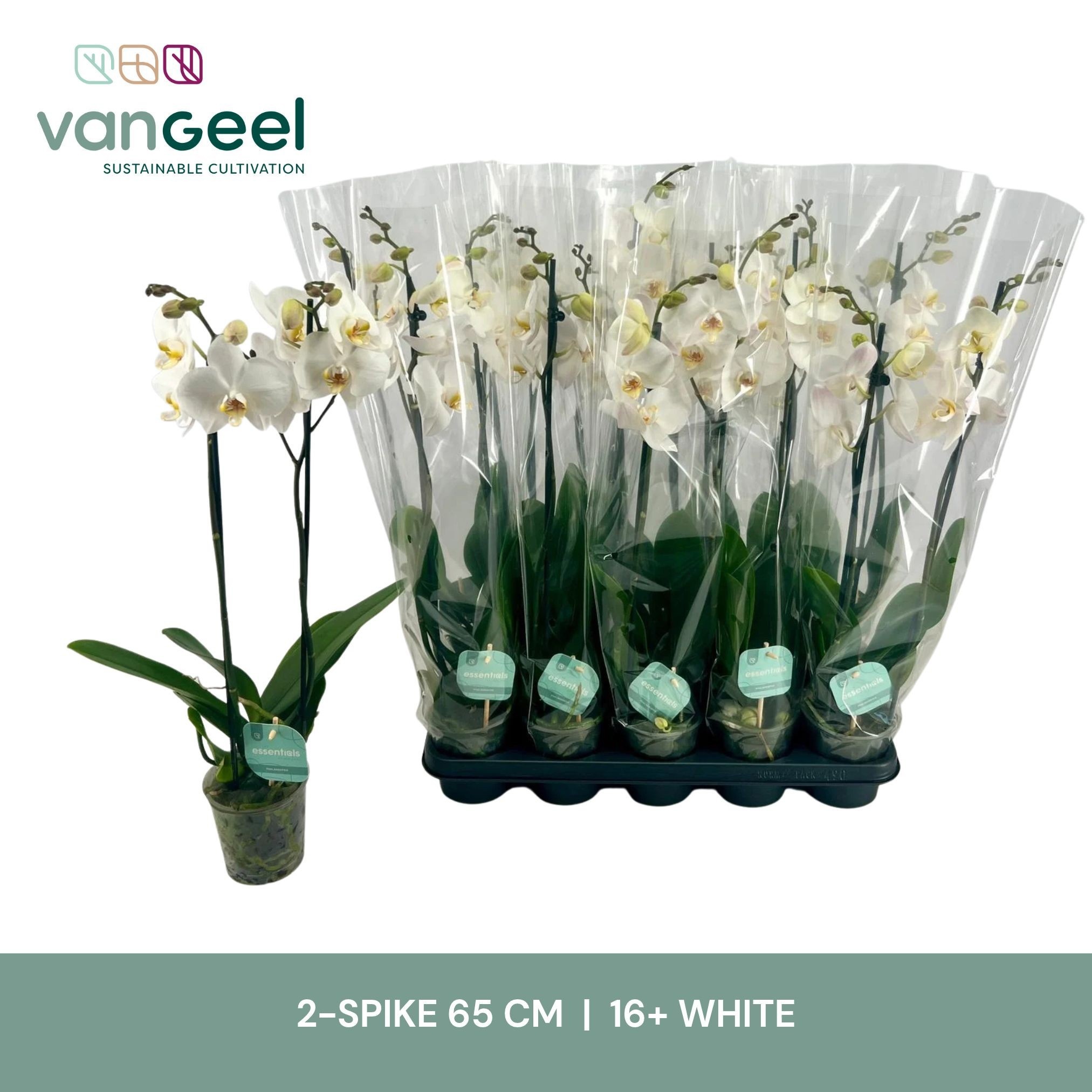 Phalaenopsis White 2 Stem 12Ø 65cm