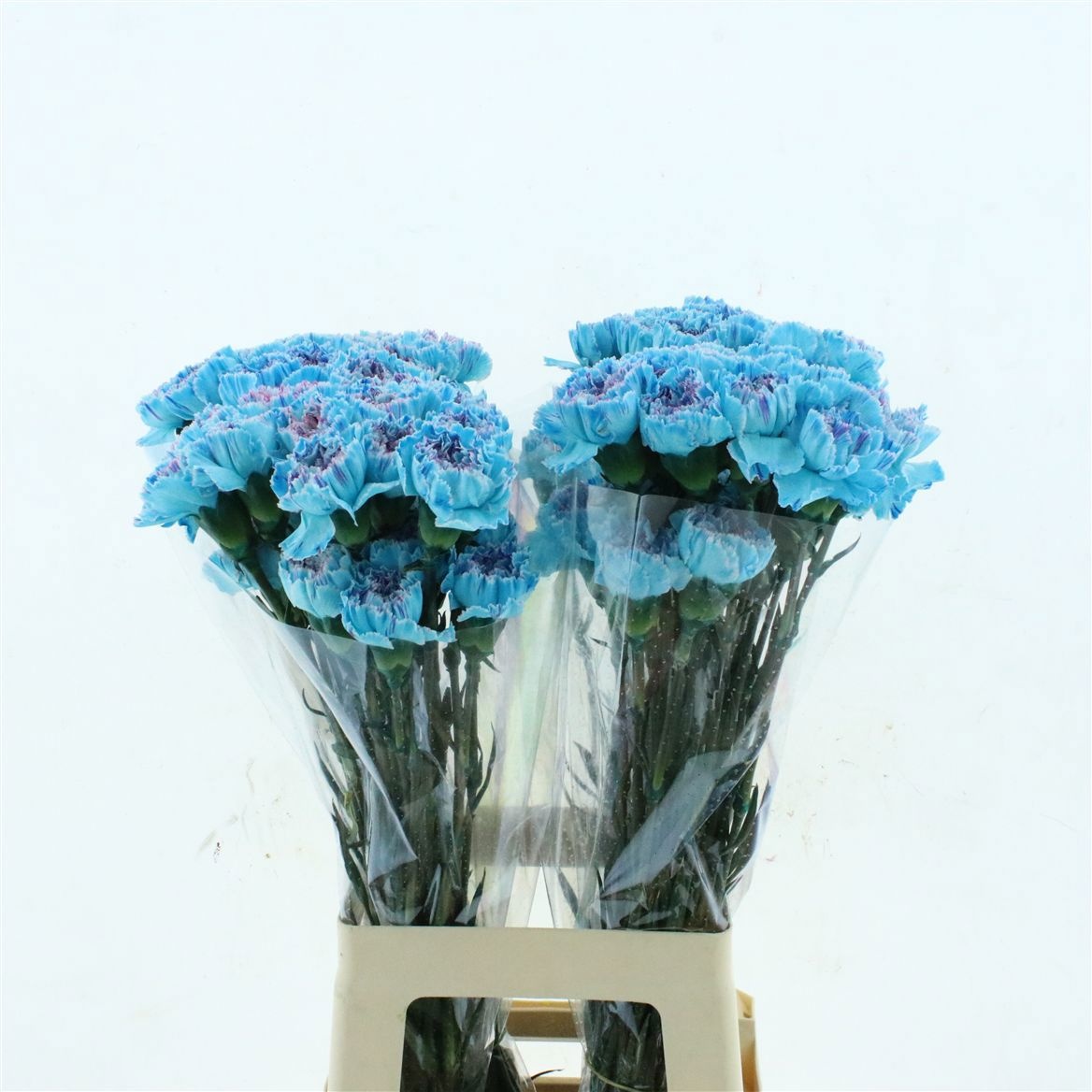 Dianthus St Painted 70cm