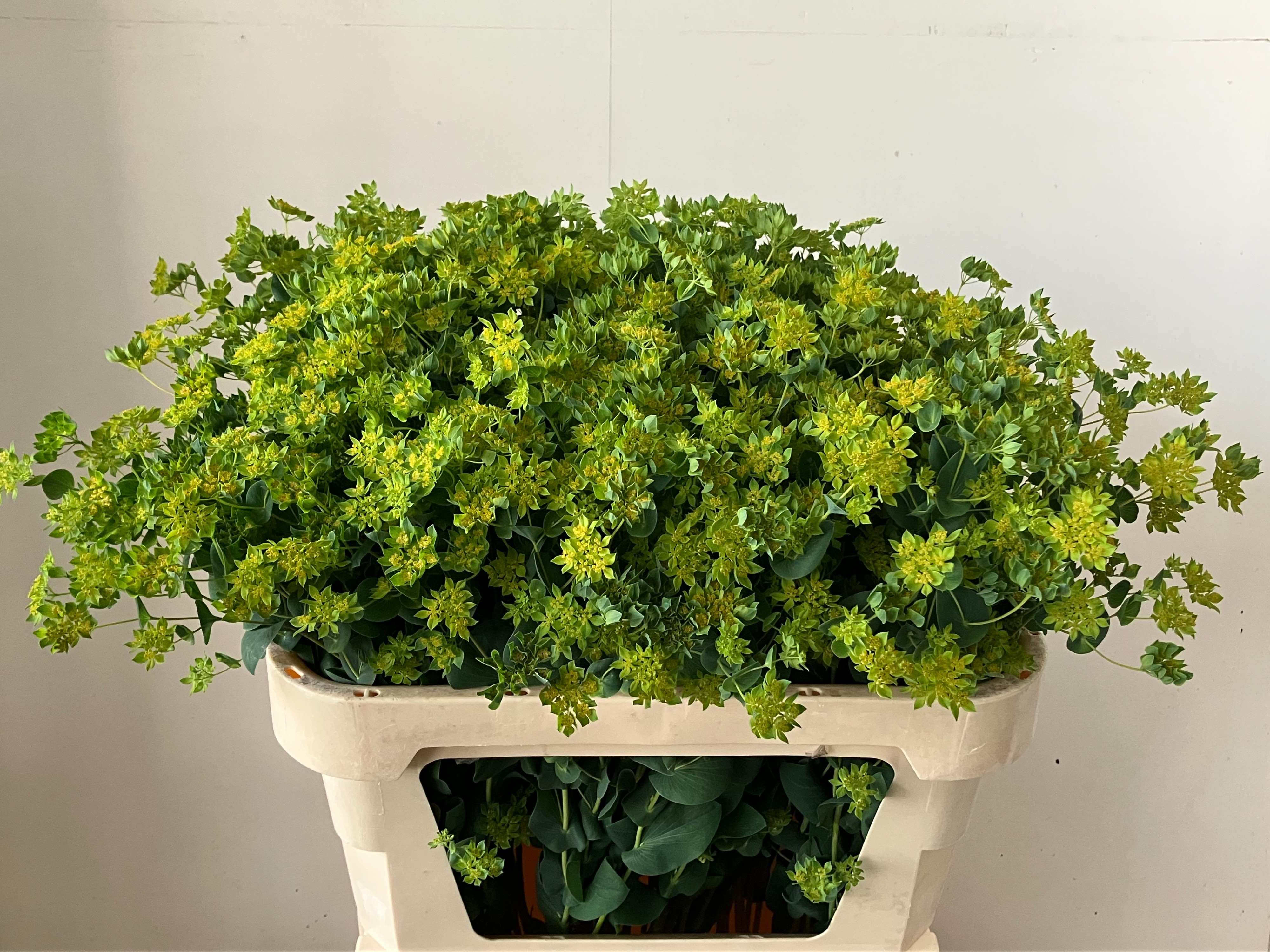 Bupleurum Griffithii 70cm
