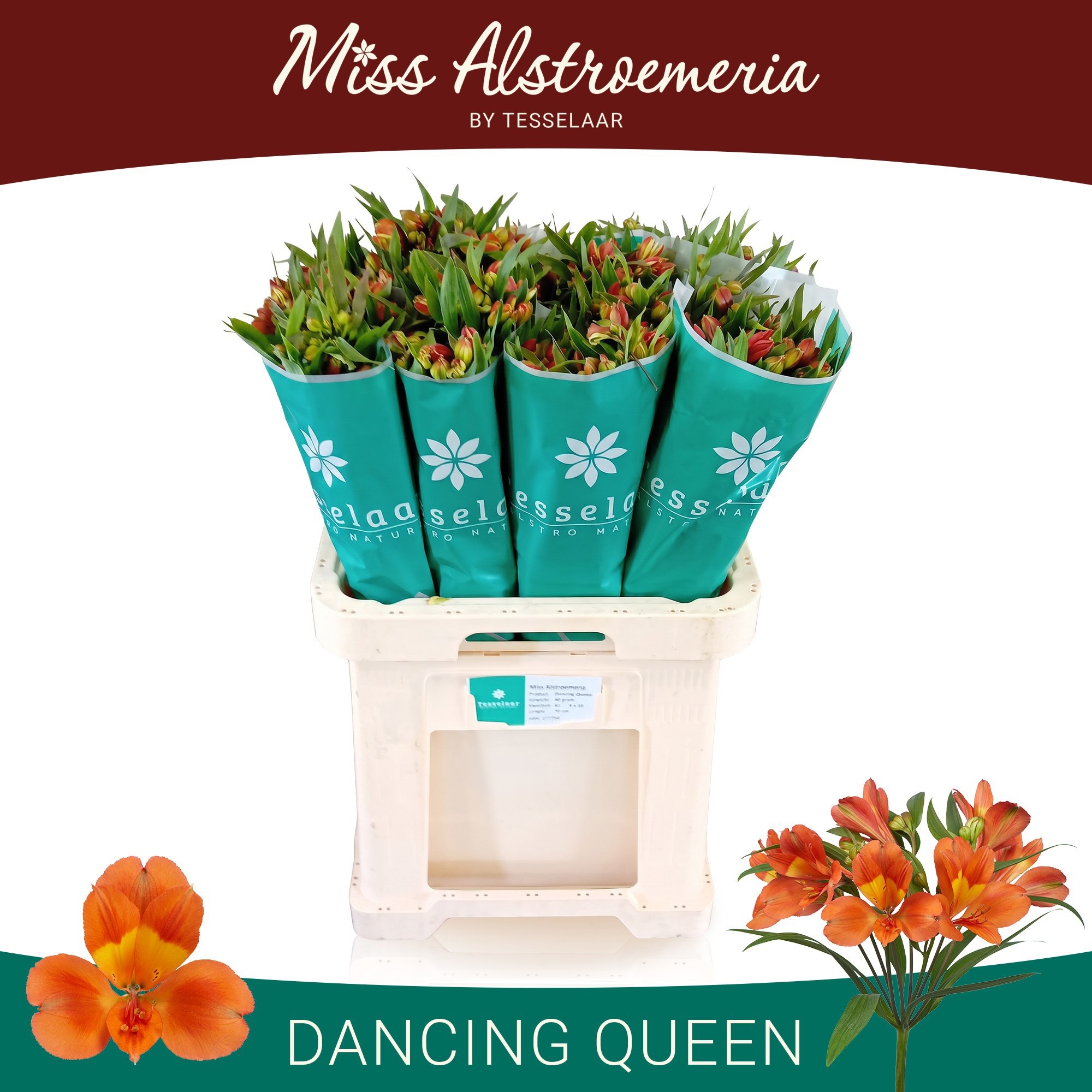 Alstr Dancing Queen