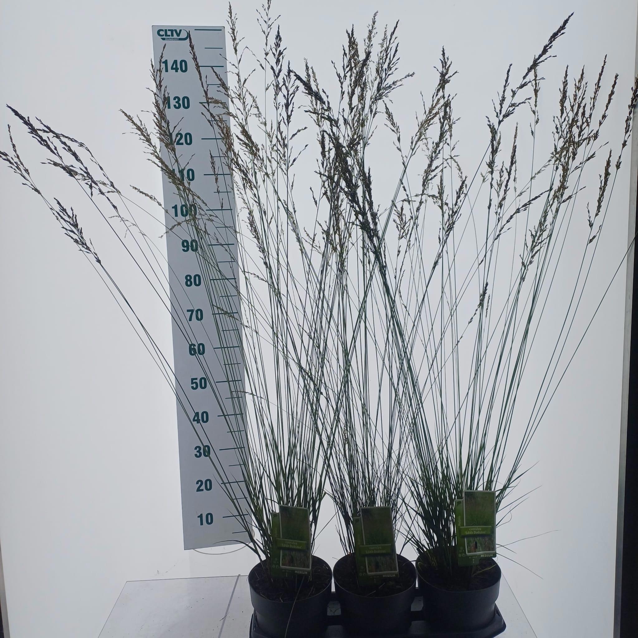 Molinia caerulea 'Edith Dudszus'