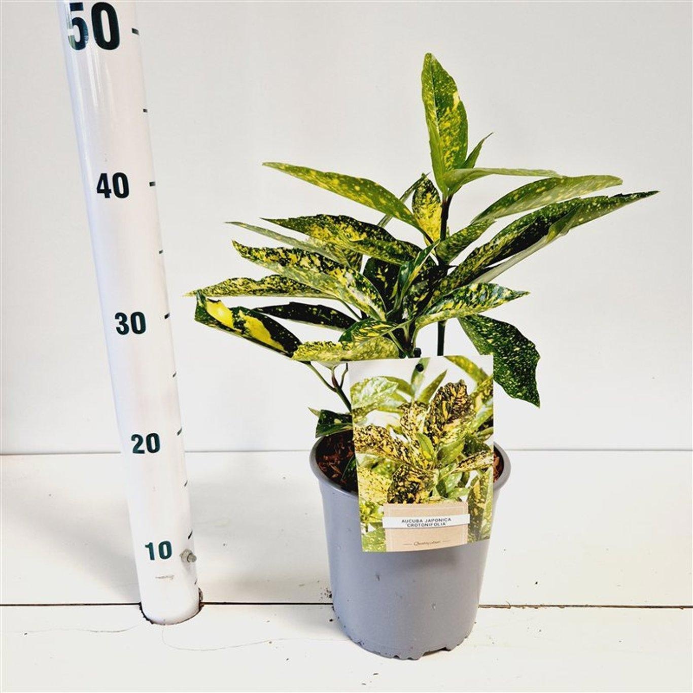 Picture of Aucuba japonica 'Crotonifolia'
