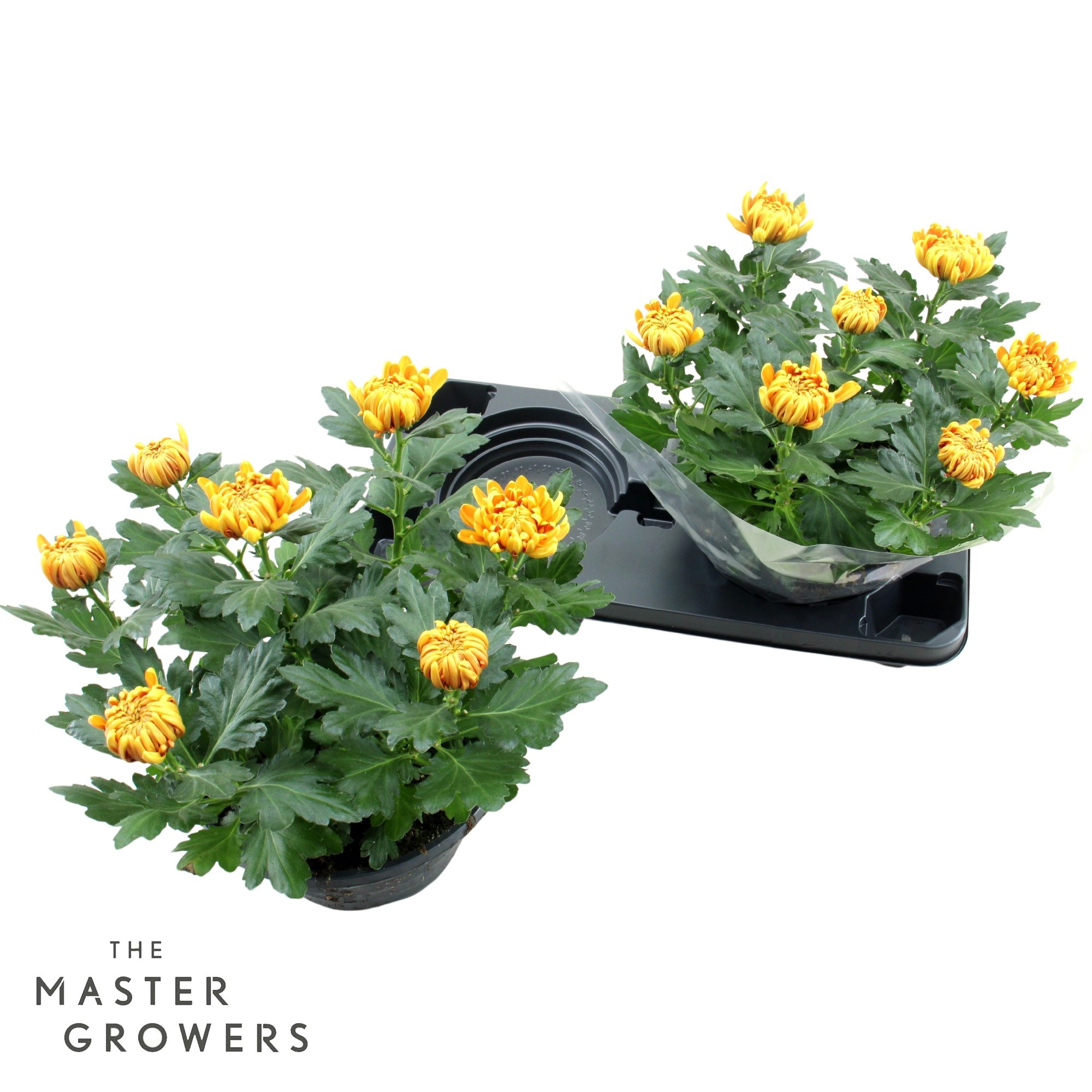 Deco Chrysant Bronze 23cm 7pp