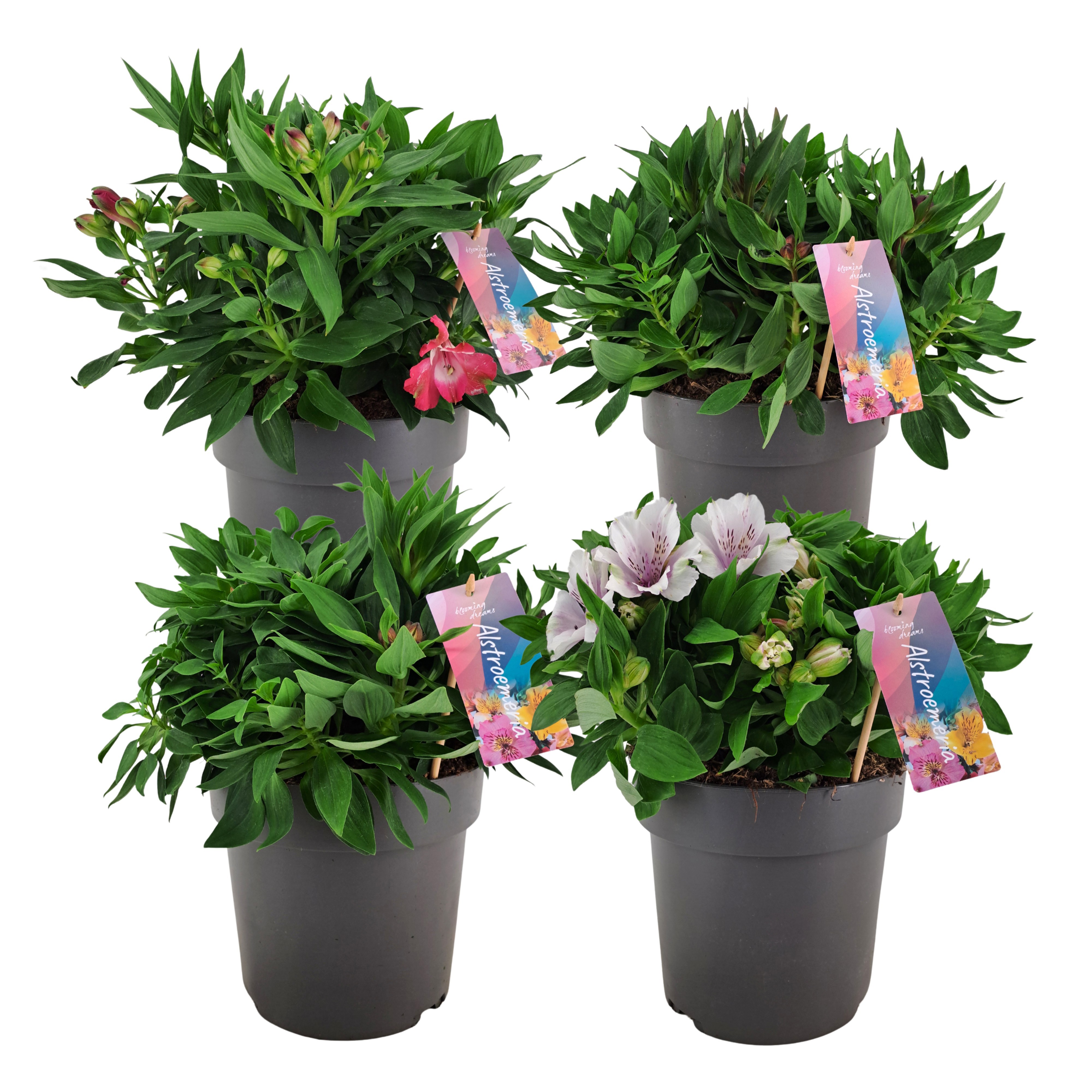 Alstroemeria Inticancha mixkar