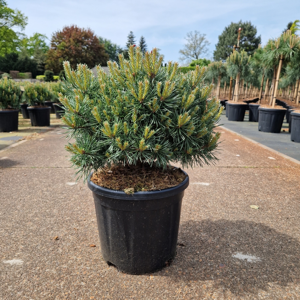 Picture of Pinus sylvestris Martham C11 30/+ (LOOSE)