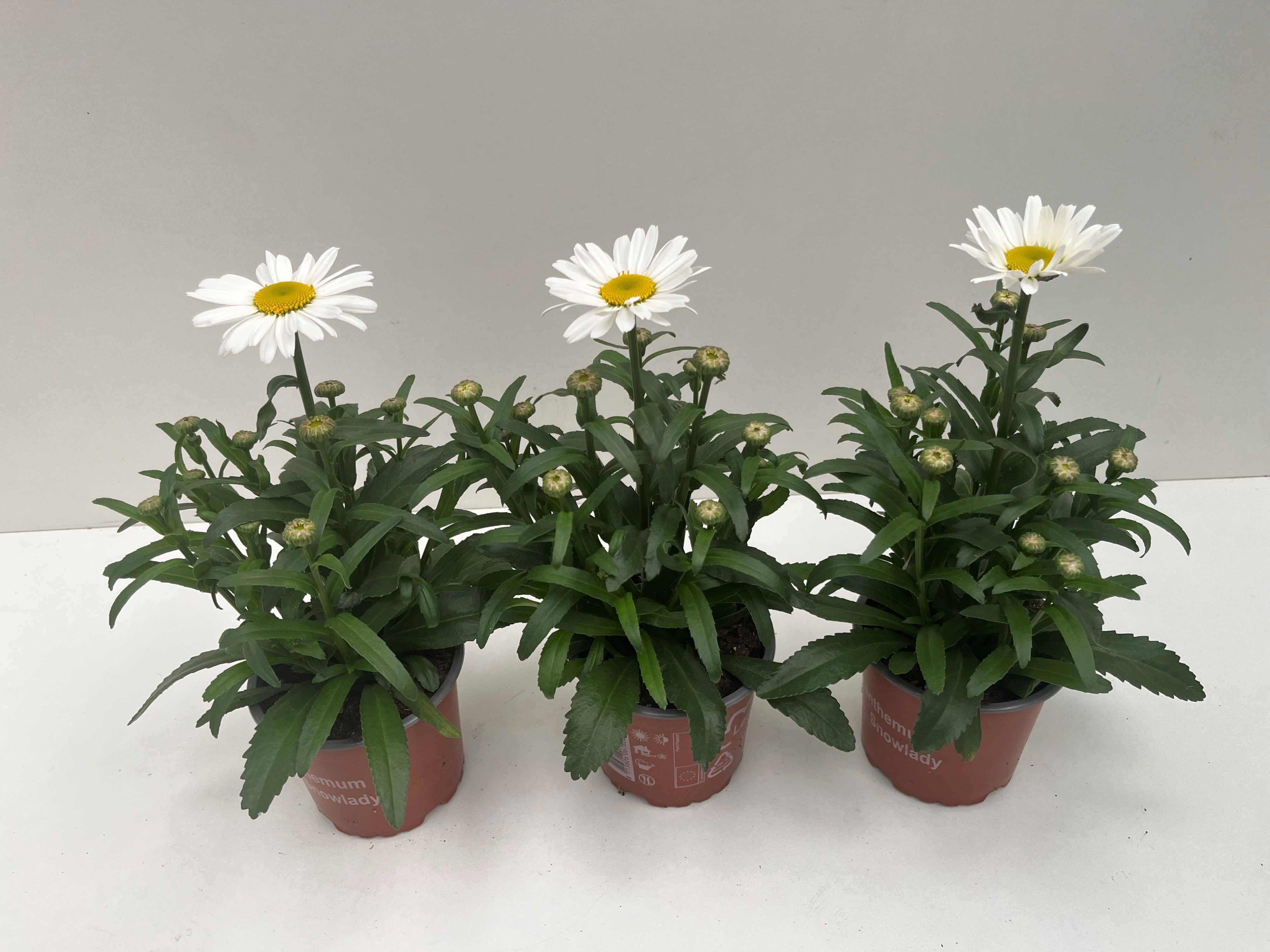 Leucanthemum Snowlady Maximum