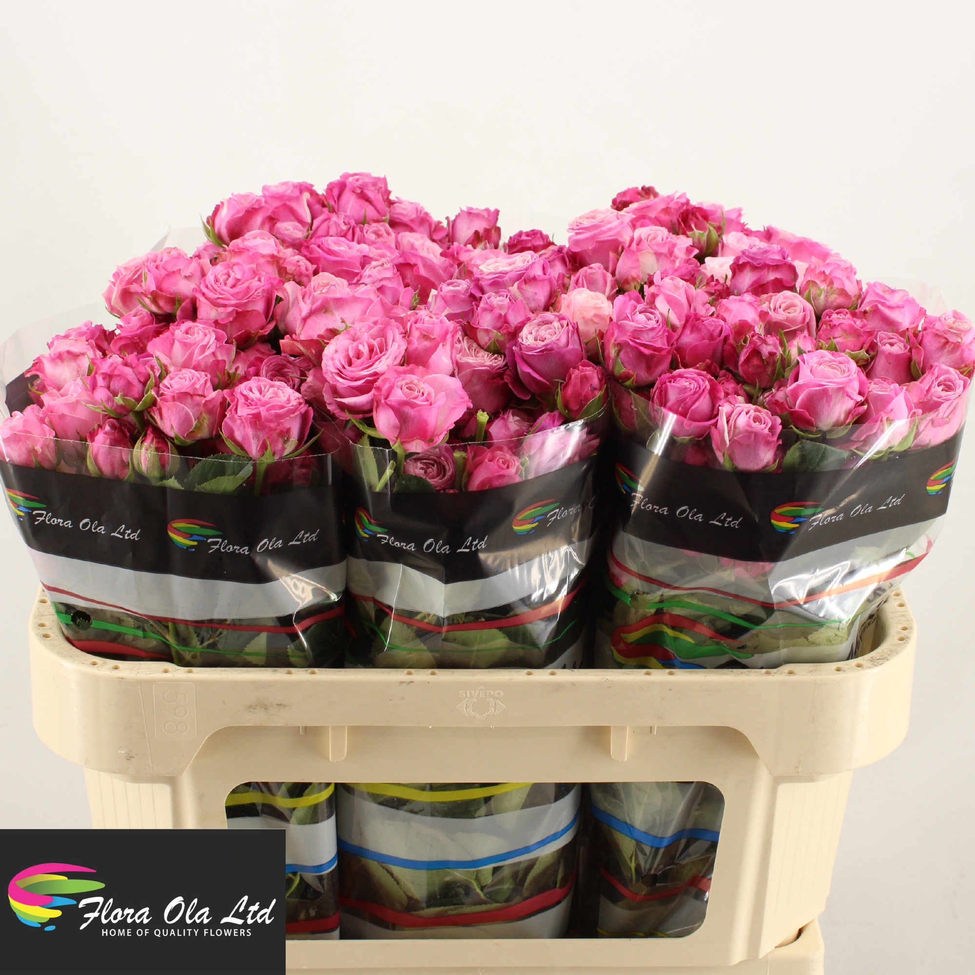 Rosa Spr Lady Bombastic 70cm
