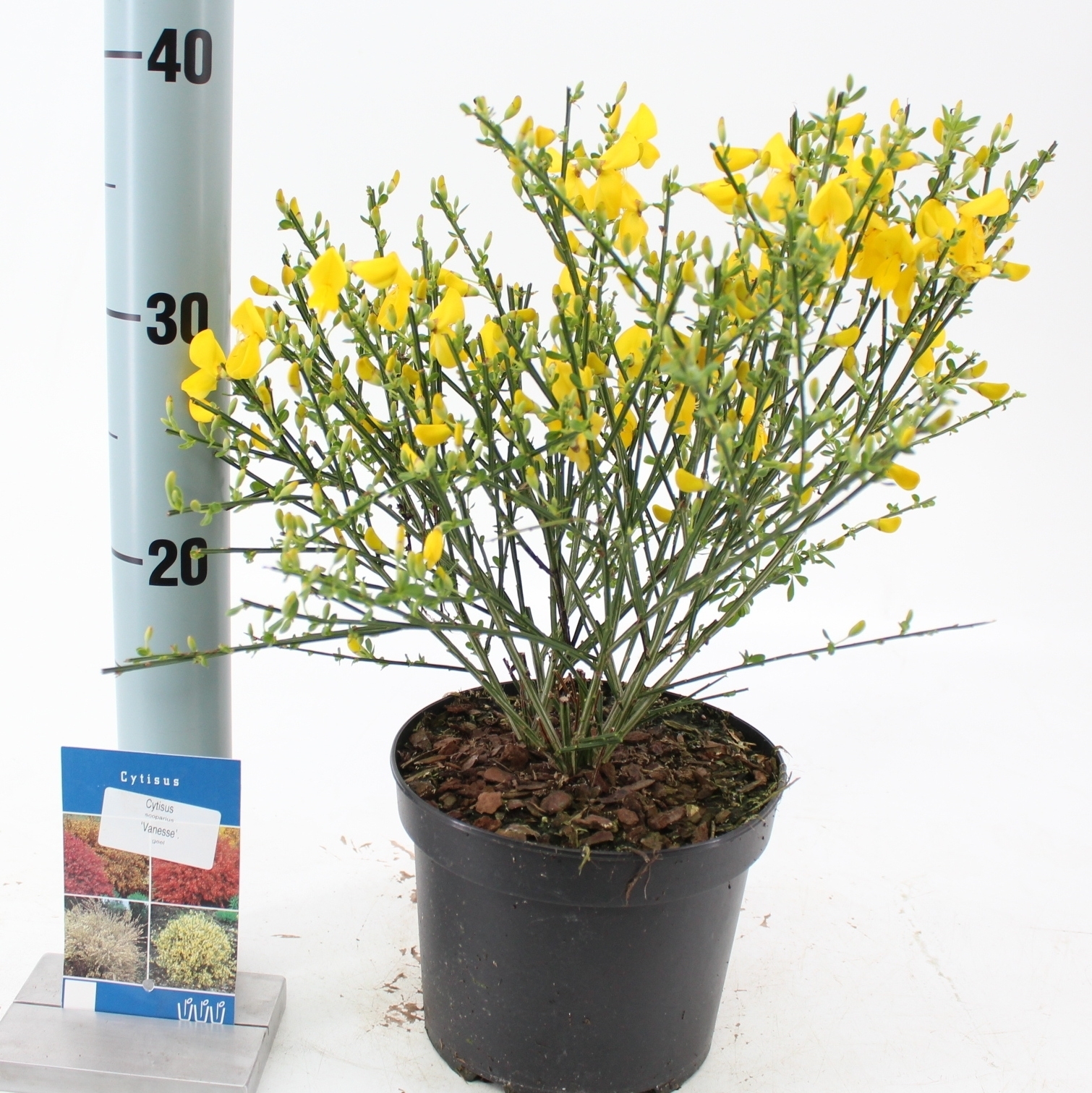 Picture of Cytisus scoparius 'Vanesse'