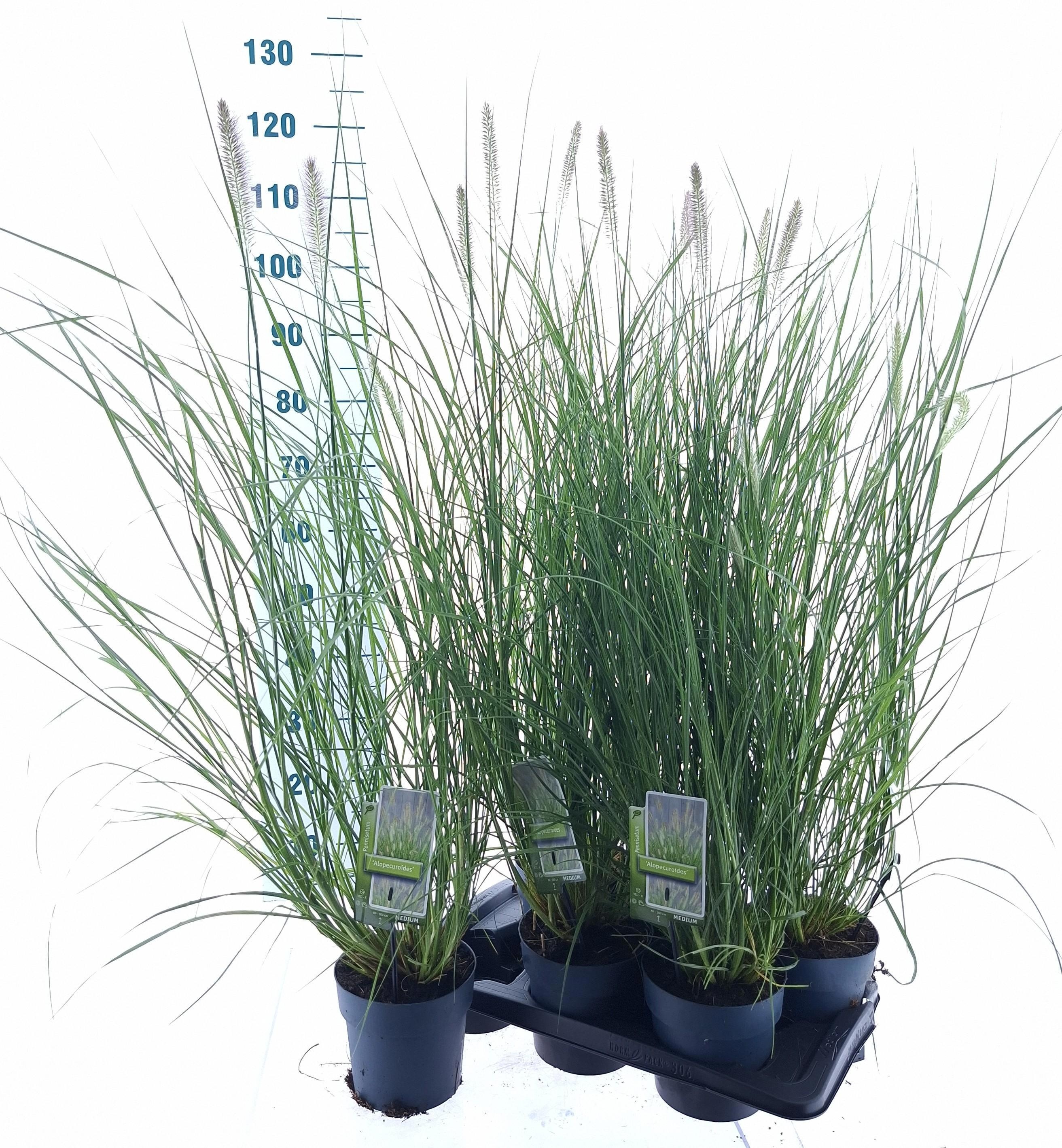 Pennisetum alopecuroides