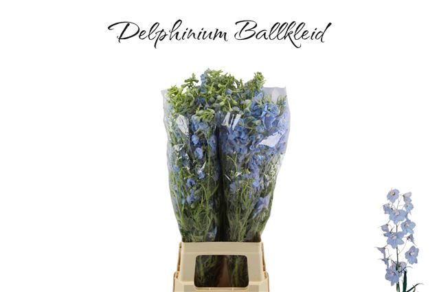 Delphinium Be Balkleid 80cm
