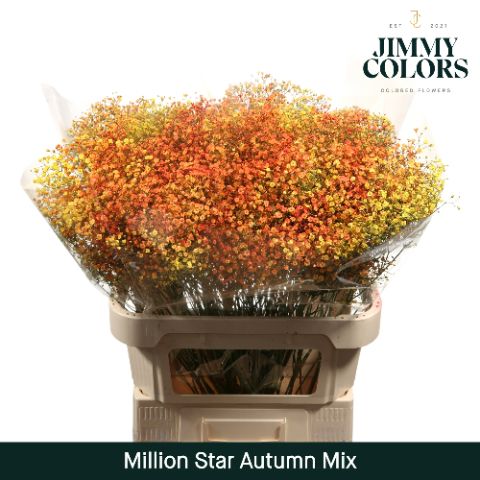 Gyps Million Star L80 Autumn Mix