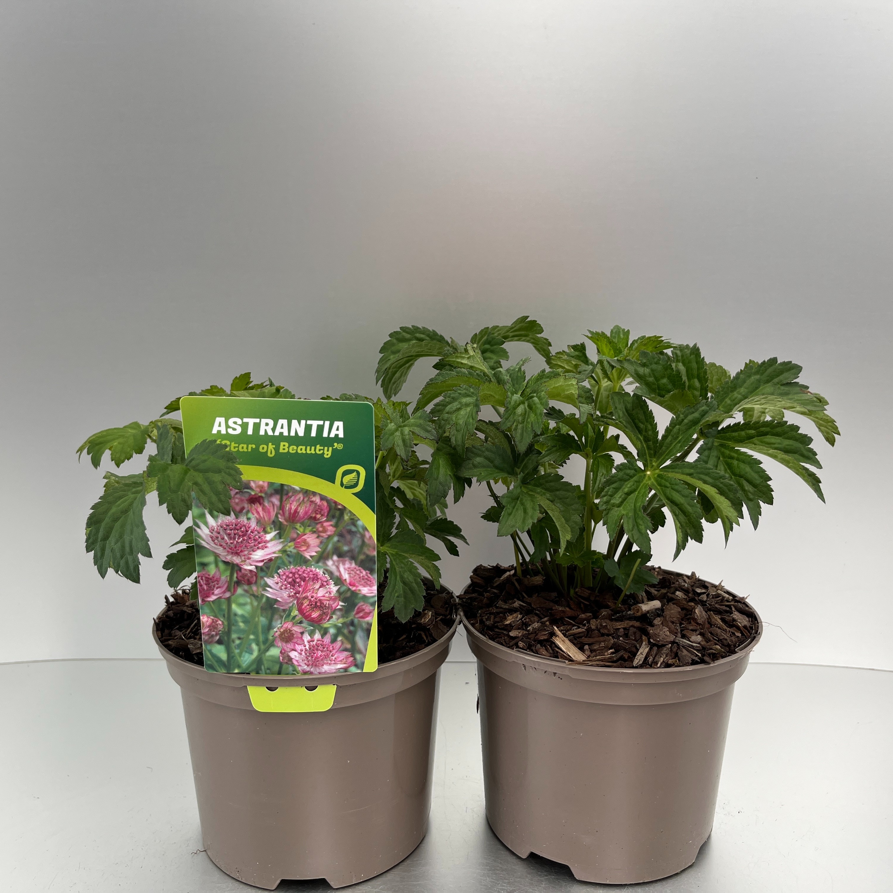 Picture of Astrantia Star of Beauty P17 (2 Ltr)