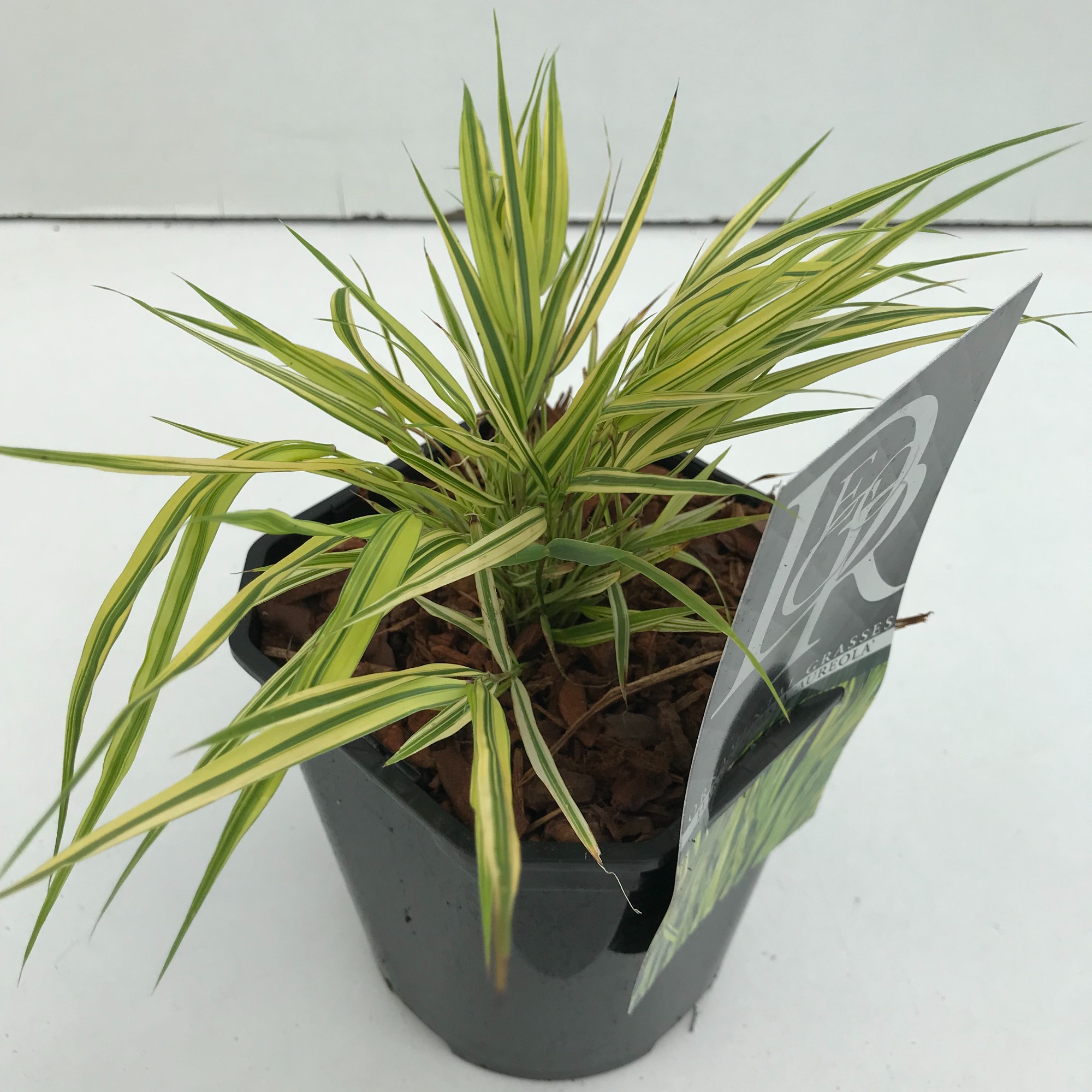 Picture of Hakonechloa macra Aureola P17 (2 Ltr) Square