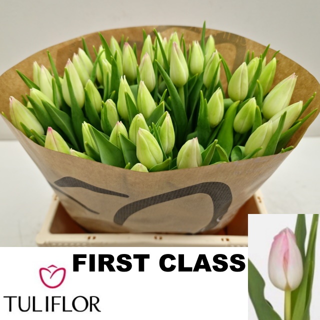 Tulipa First Class 34cm 23gram