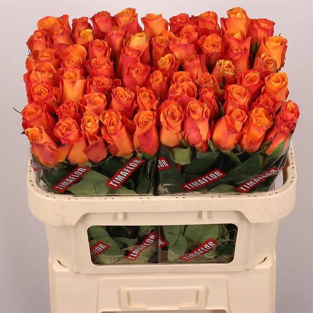R91CP【Carola flower】 Merola Tile Sample - Llama Flower Loire Noce 9-inch x 9-inch
