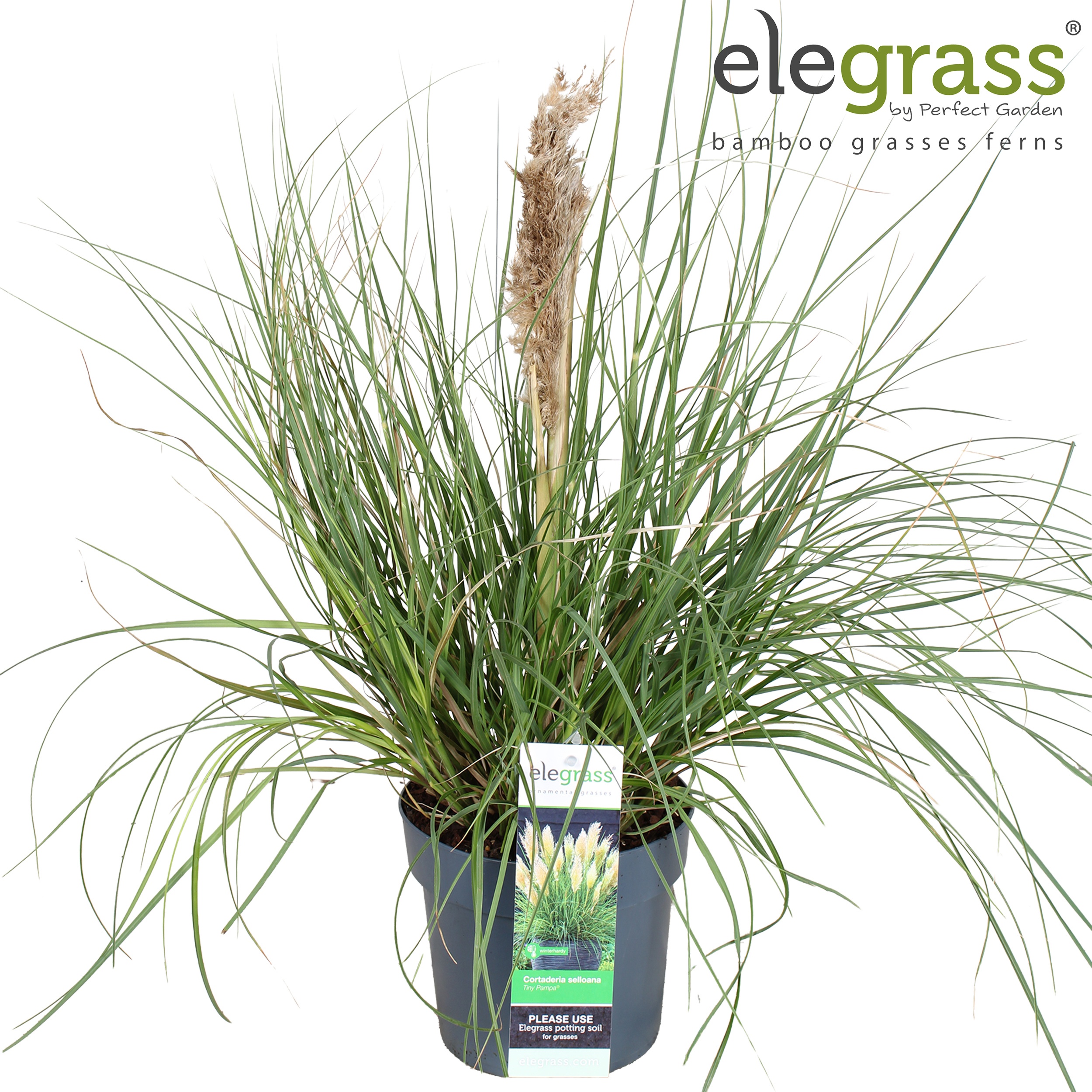 Cortaderia selloana Tiny Pampa ('Day1')