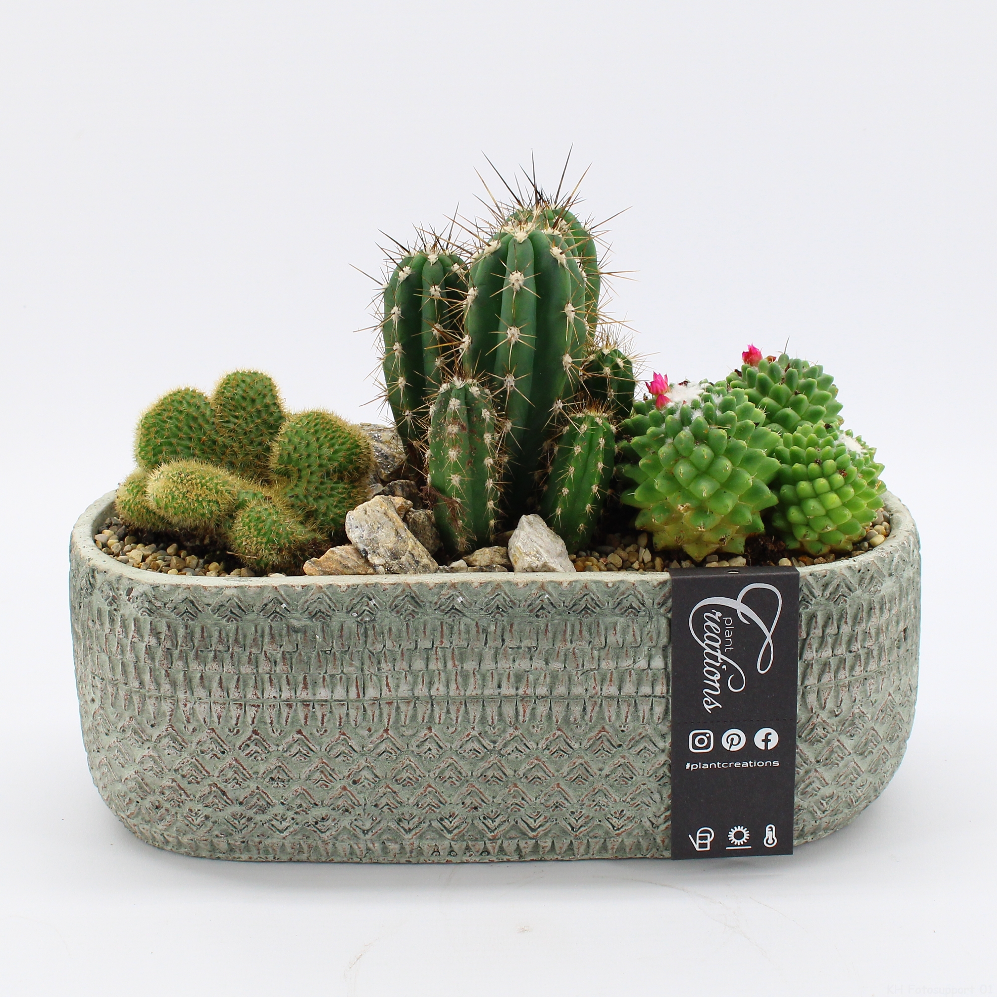 Composizione Cactus Con Fiori Secchi