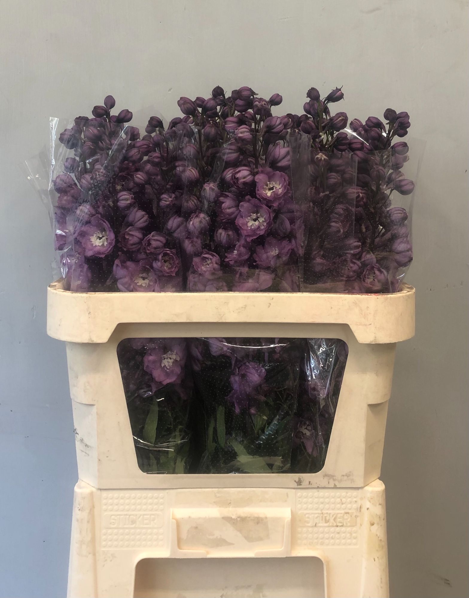 Delphinium El Double Dewi Hercules 80cm