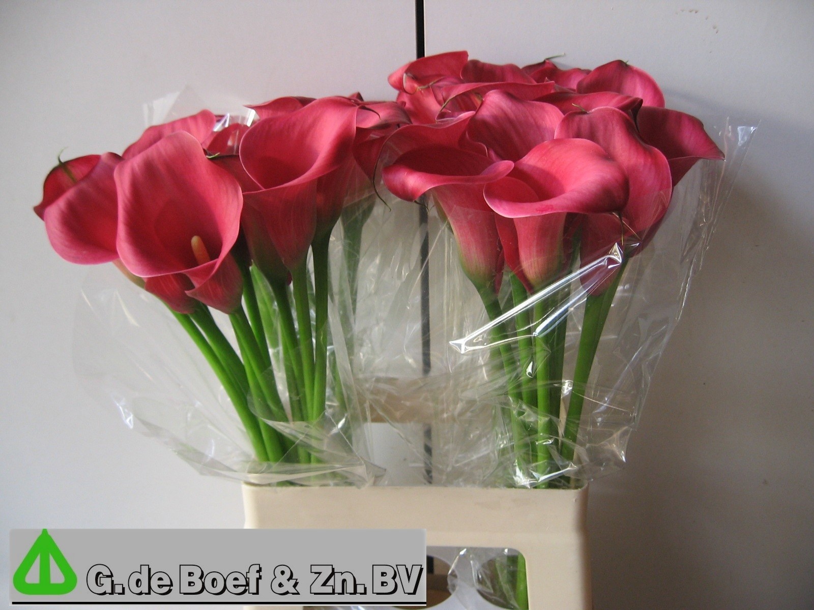 Calla Nashville 65cm