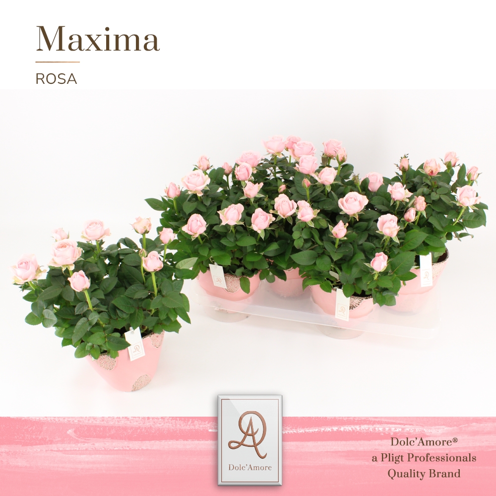 Picture of Rosa Infinity Princess DolcAmore in Rustique ceramic P14 32cm