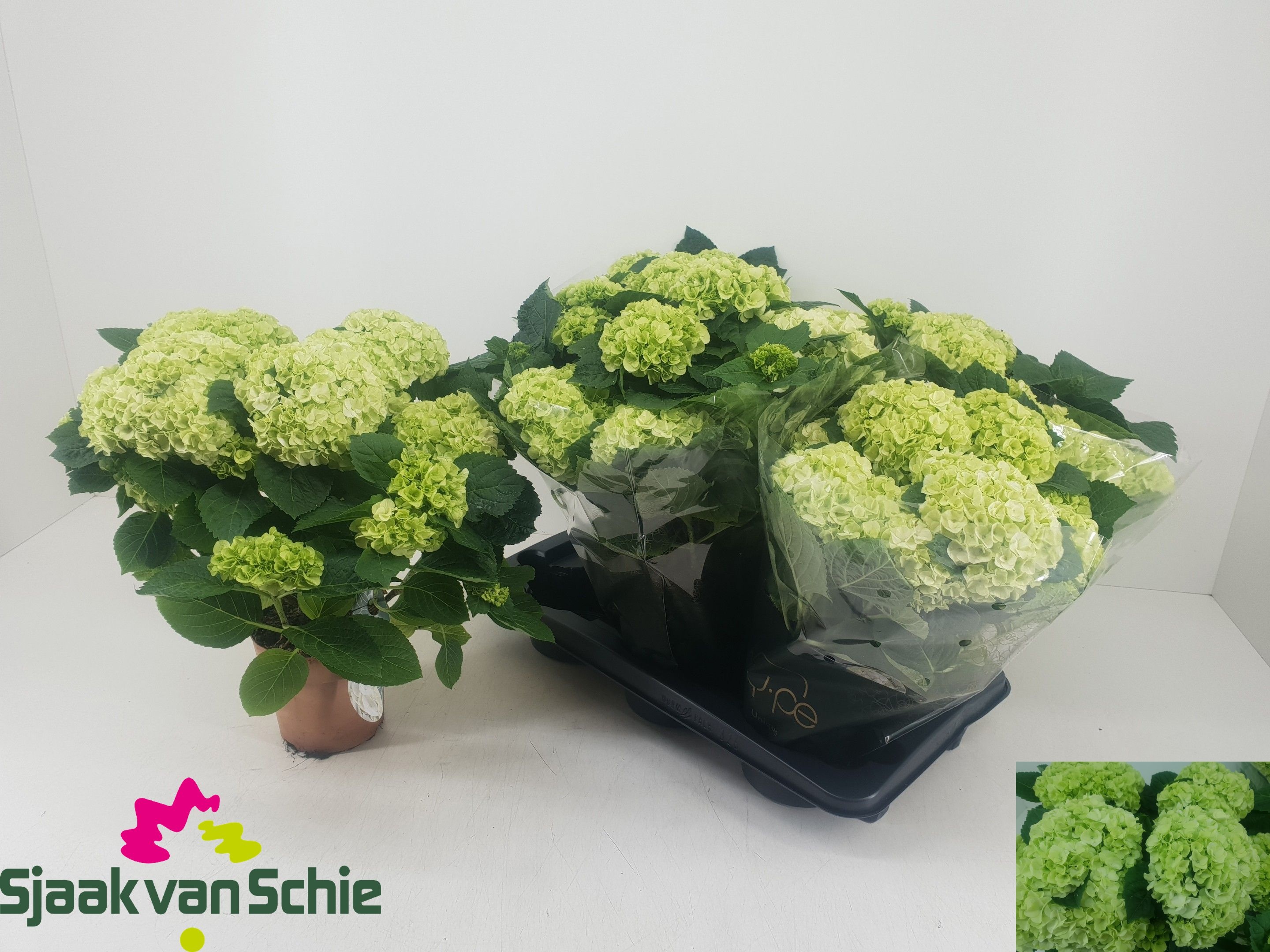 Hydr M Hi Hailstone 14Ø 40cm