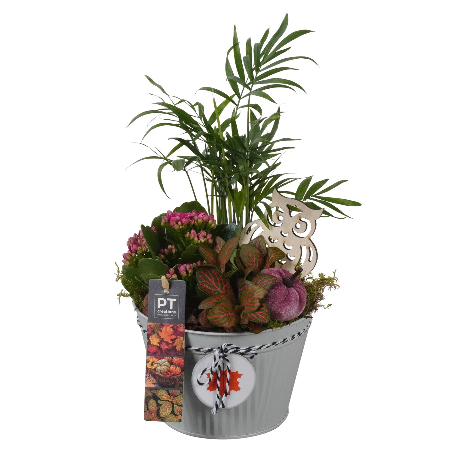 Picture of Arrangement Autumn Indoor in zinc pot PTHI7026 P15 35CM