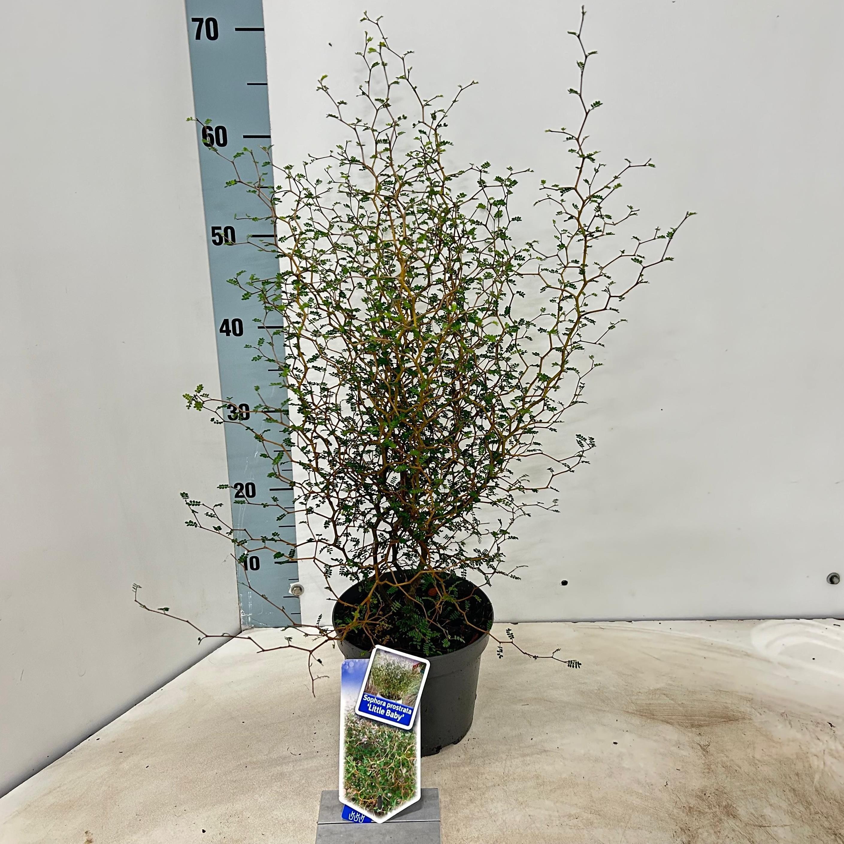 Picture of Sophora pro. Little Baby P17 (2 Ltr)