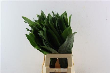Aspidistra Leaves Bunch 70cm