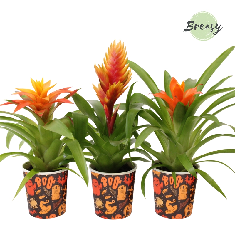 Picture of Bromelia Halloween Potcover BOO! P10 35CM