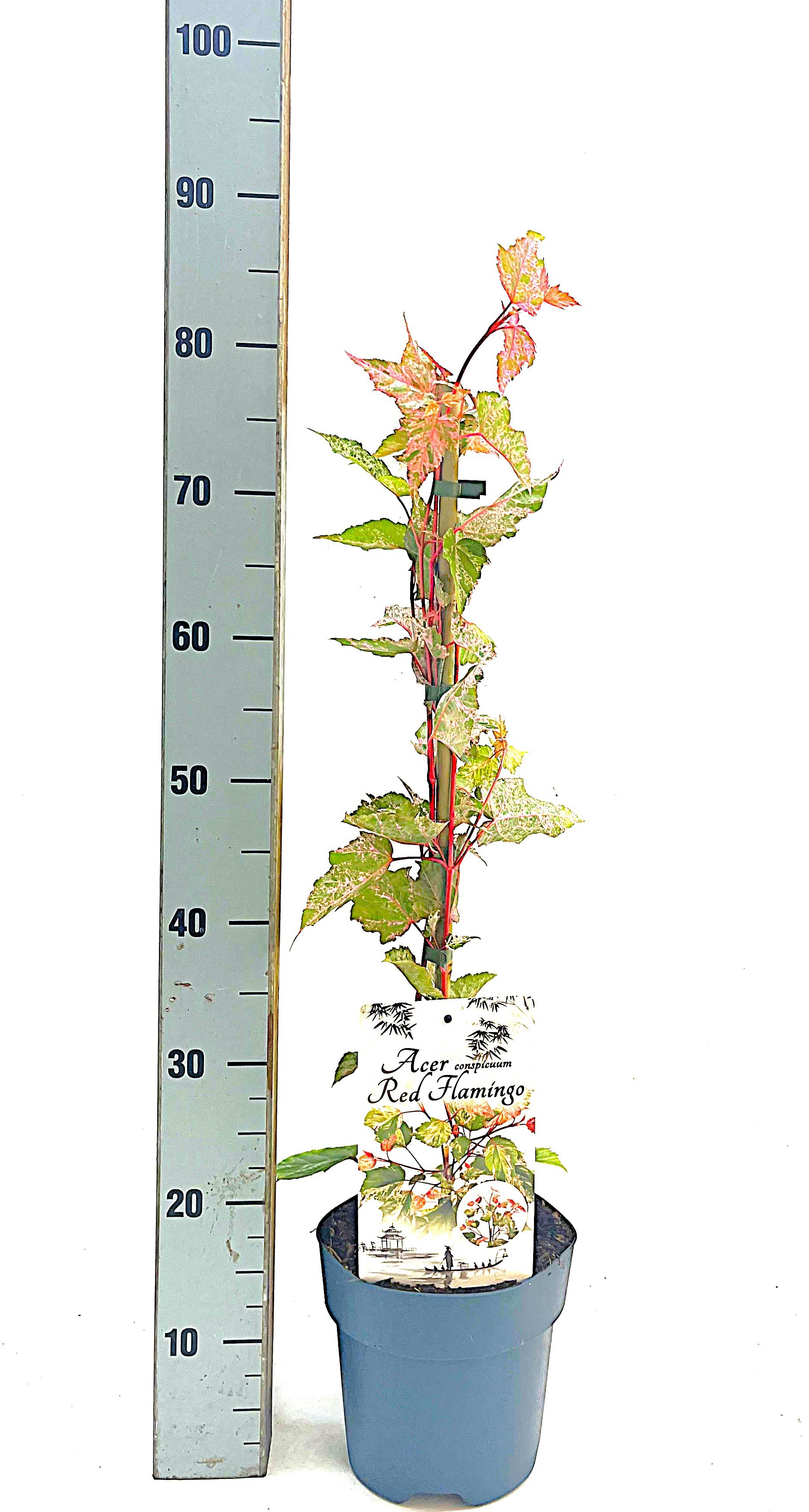 Acer conspicum red flamingo