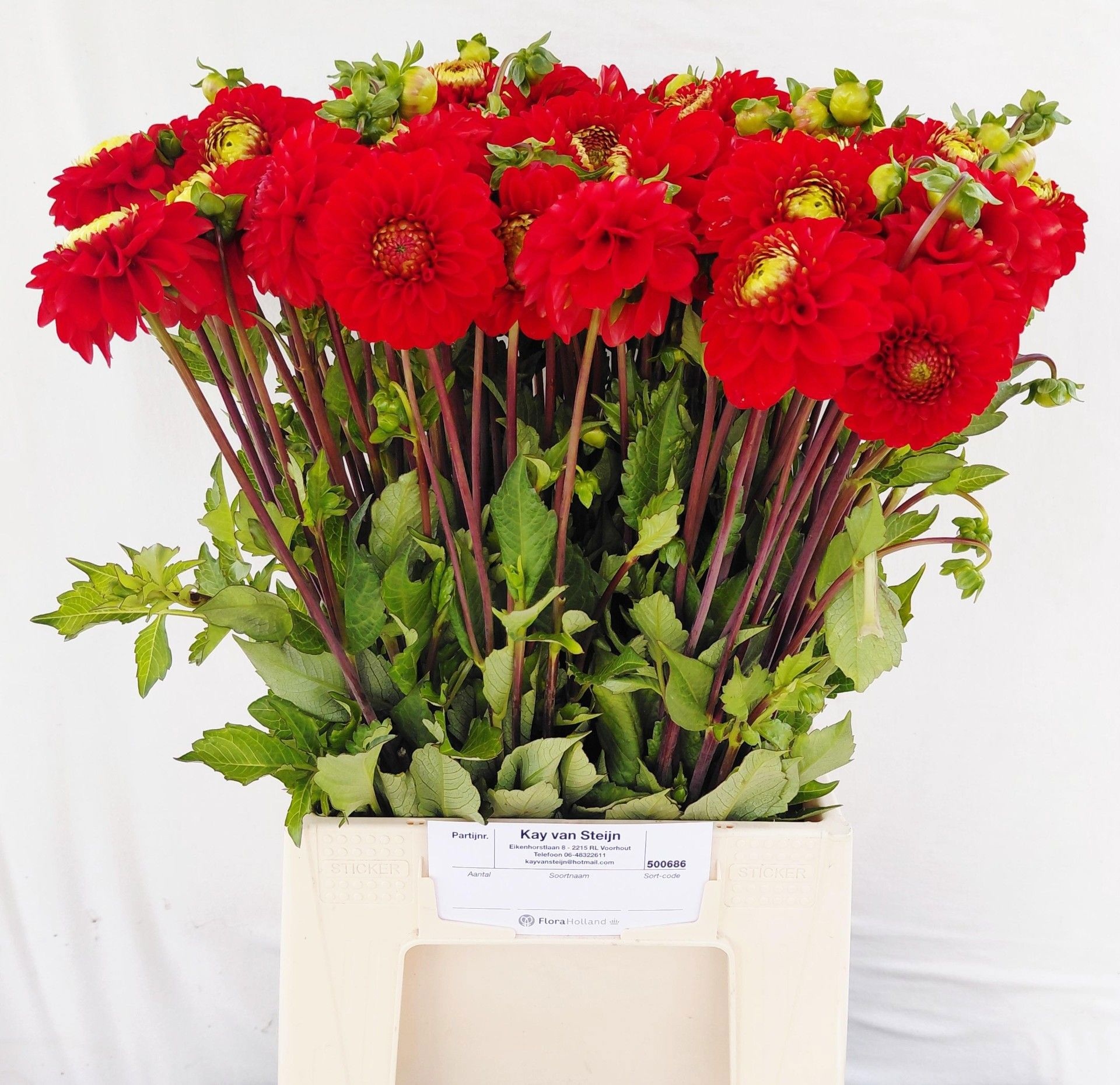 Dahlia Salsa 50cm