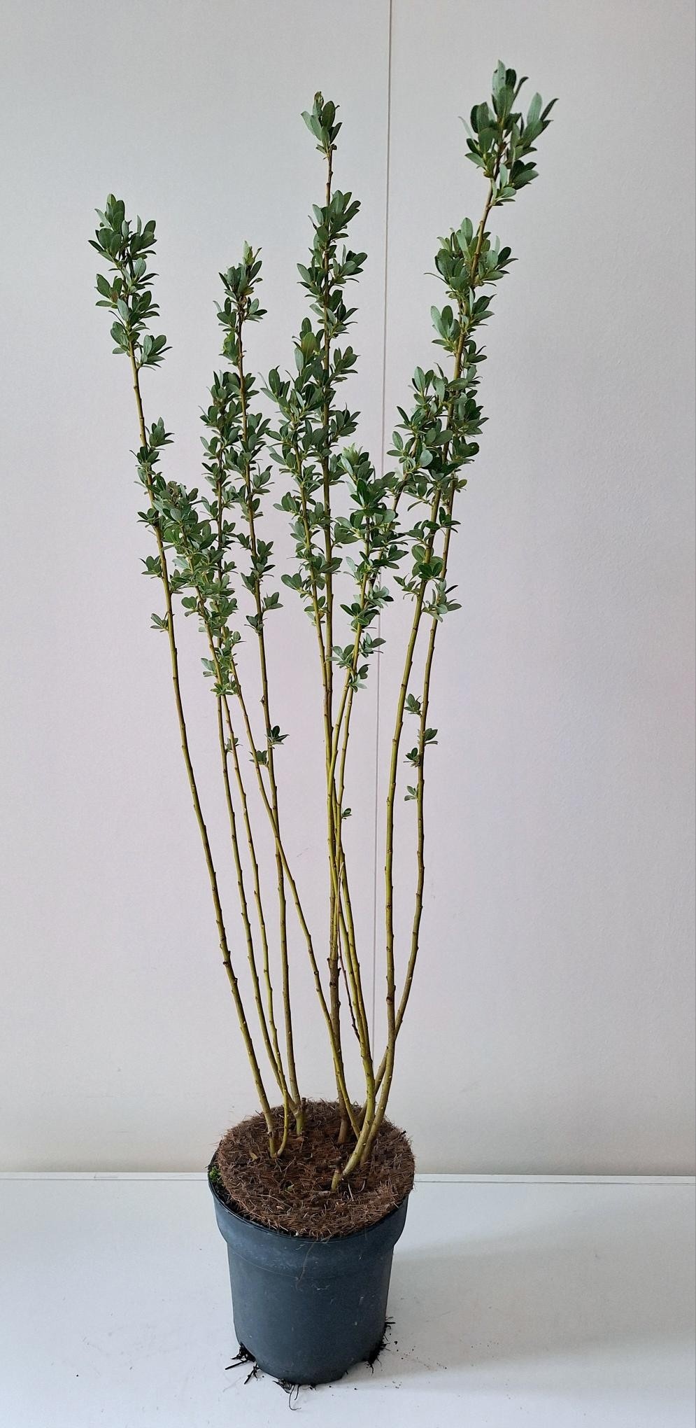 Picture of Salix Tetrapla Bush P17