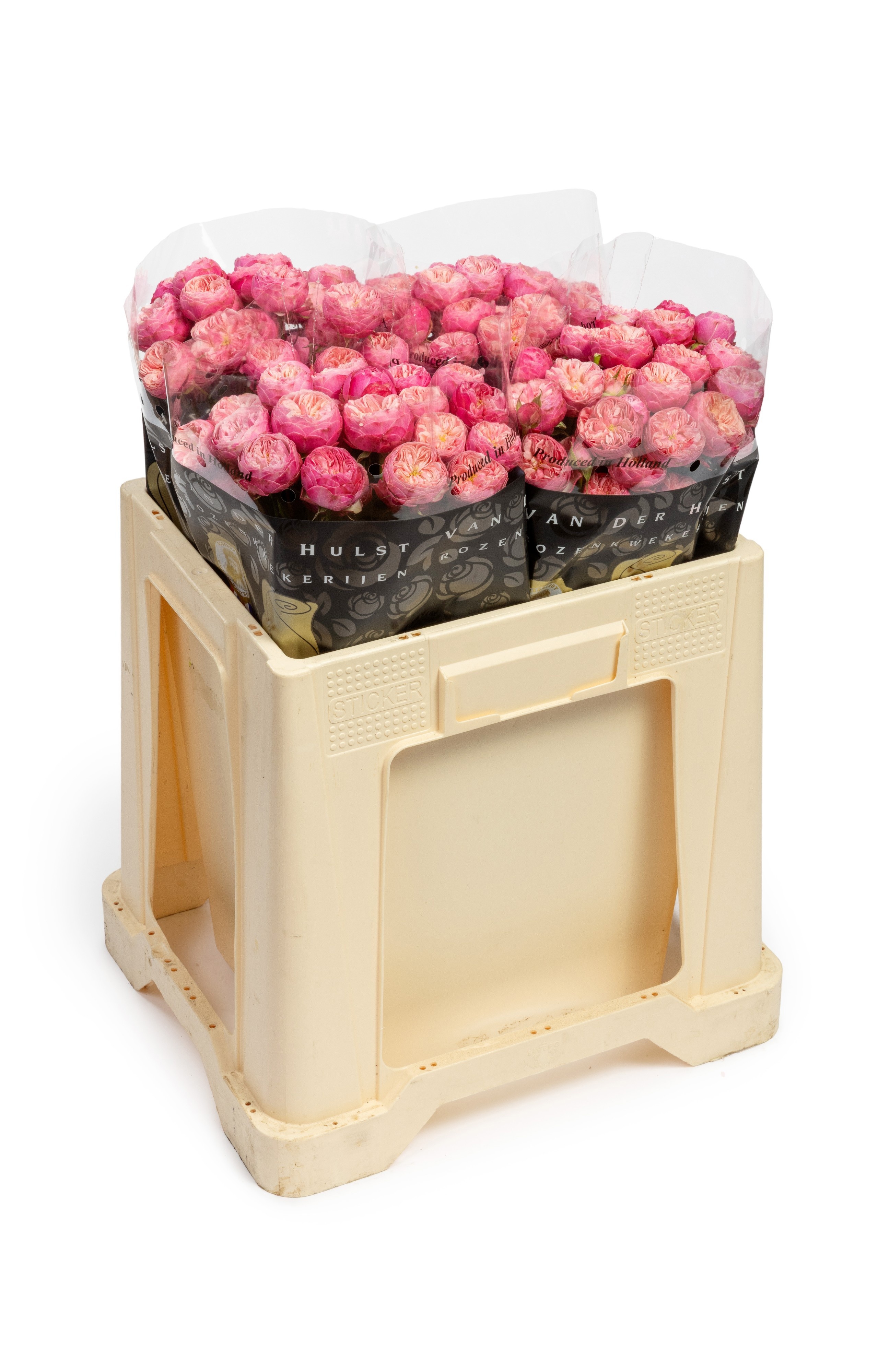 R Tr Royal Blush Joy