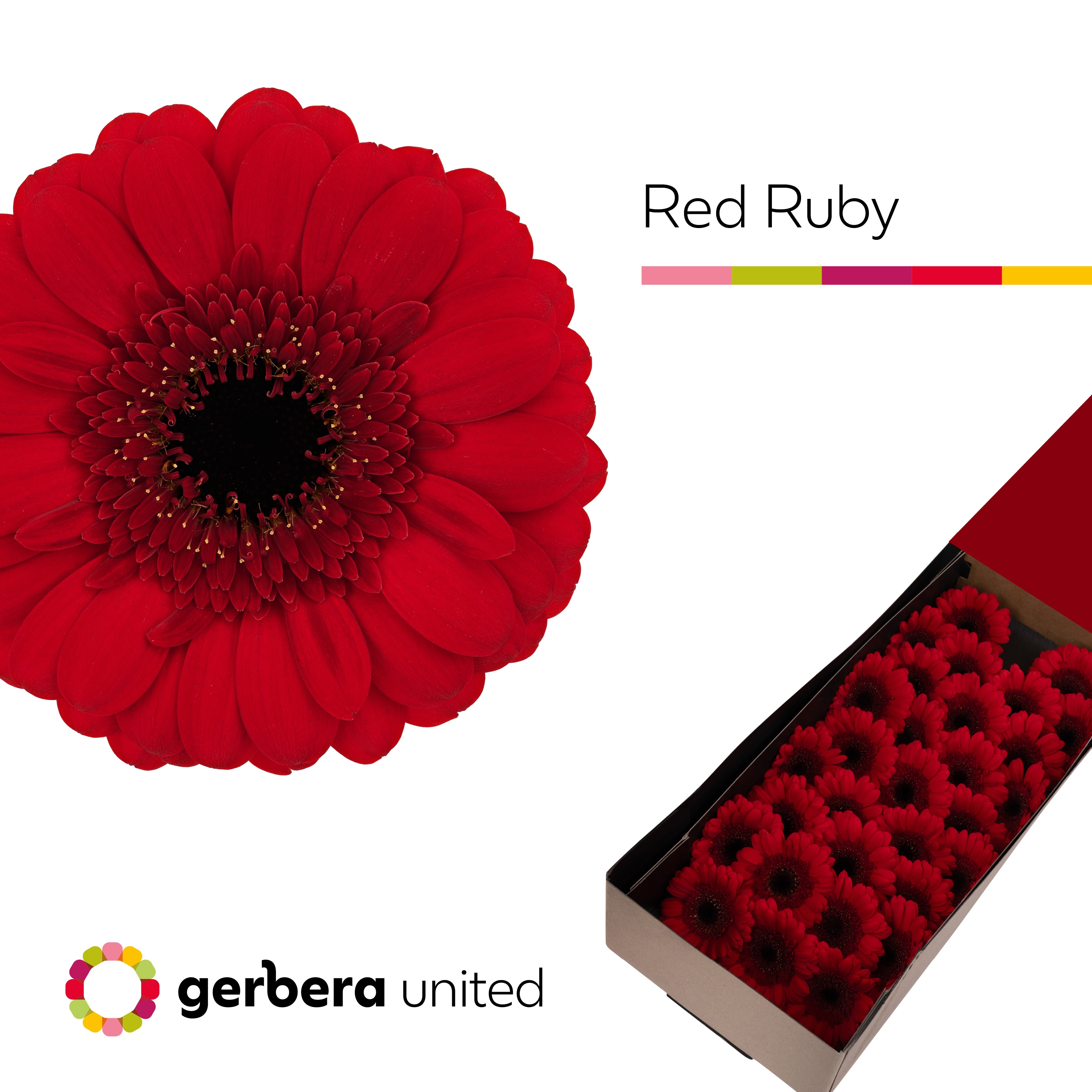 Germini Red Ruby Doos
