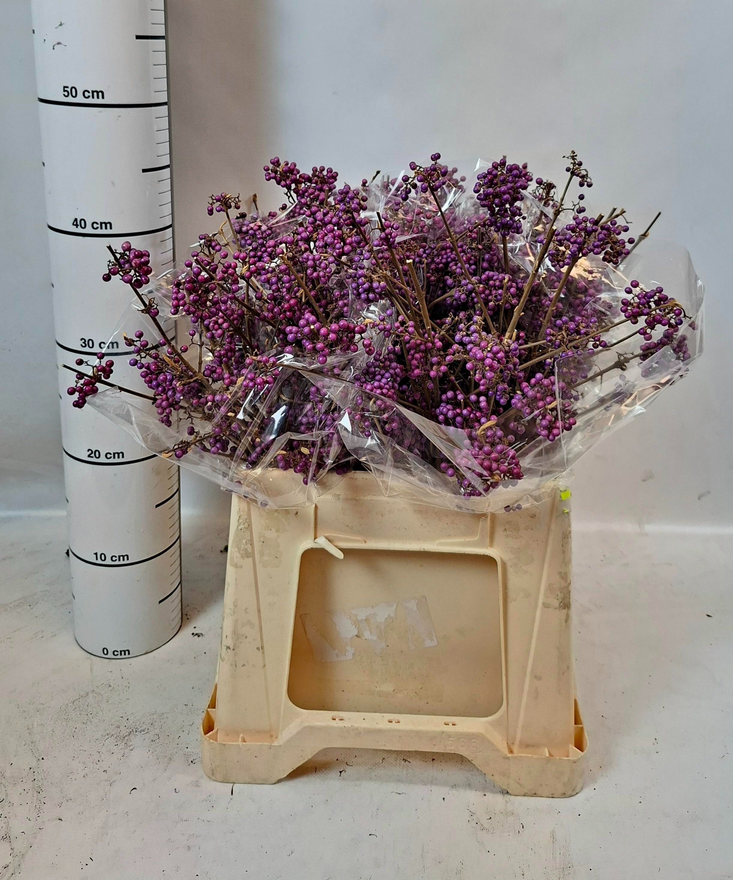 Callicarpa Bod Giraldi(imp) 40cm