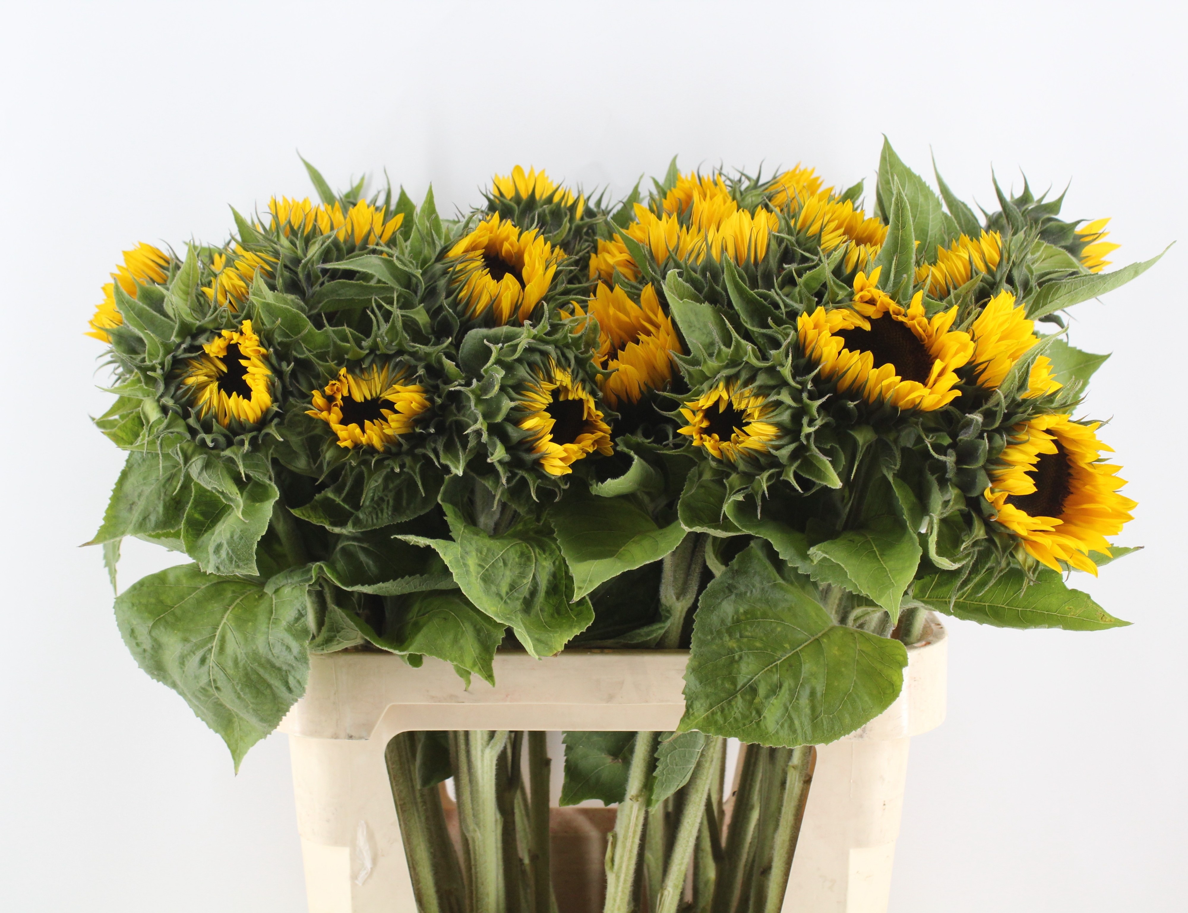 Helian An Sunrich Or