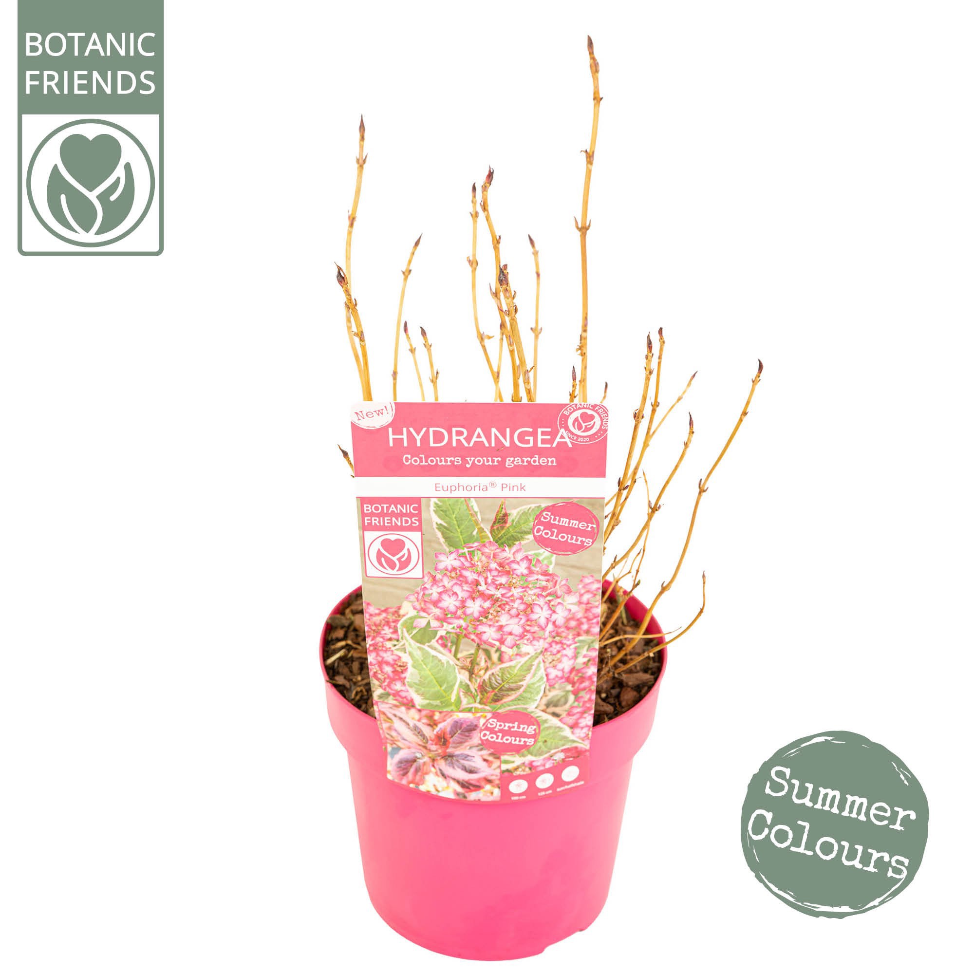 Picture of Hydrangea serrata Euphoria 'Pink'