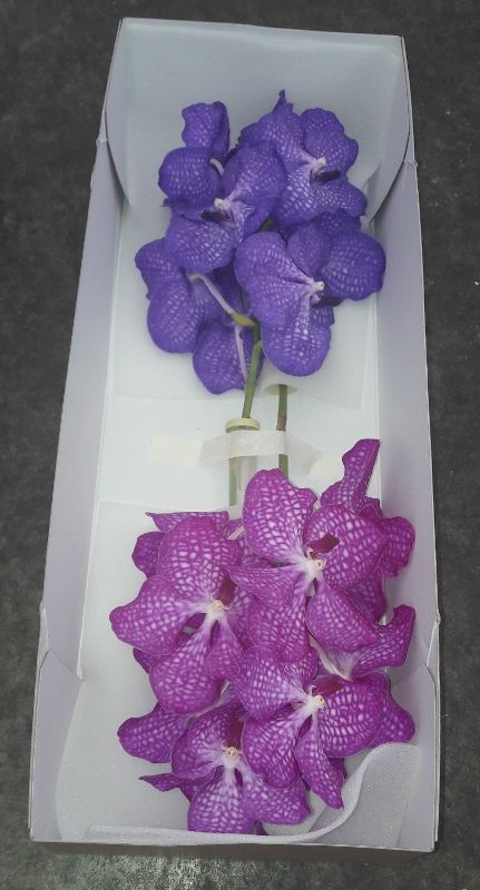Vanda Duo Doos