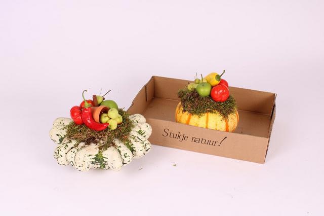 Cucurbita