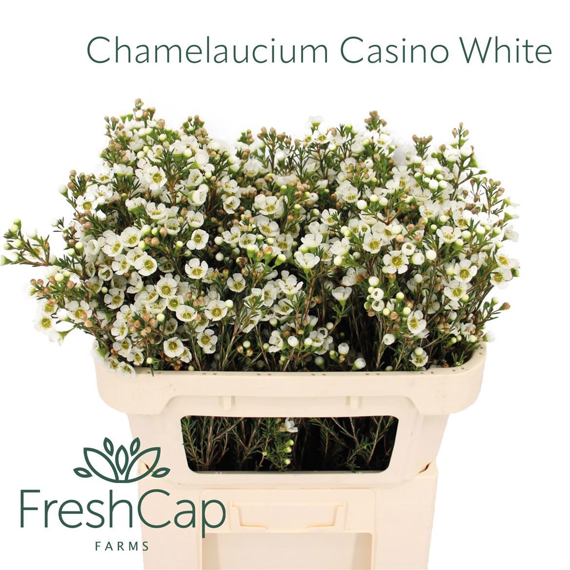 Chame Un Casin White