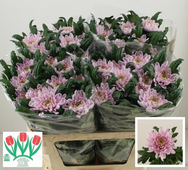 Chrys Single Rossano 70cm 105gram