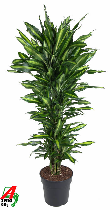 Picture of Dracaena Cintho branched P31 150CM (LOOSE)