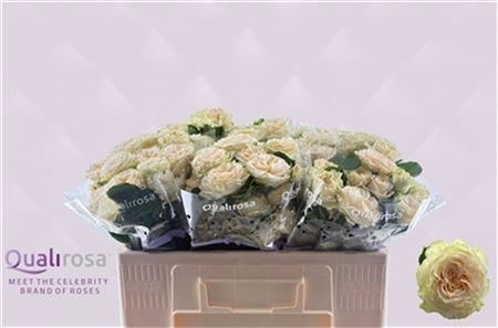 Rosa Spr Summerose 40cm